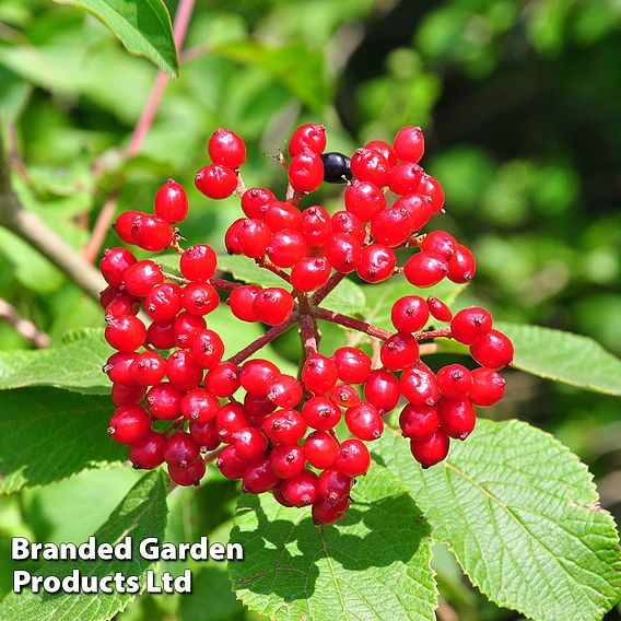 Wayfaring Tree (Hedging)