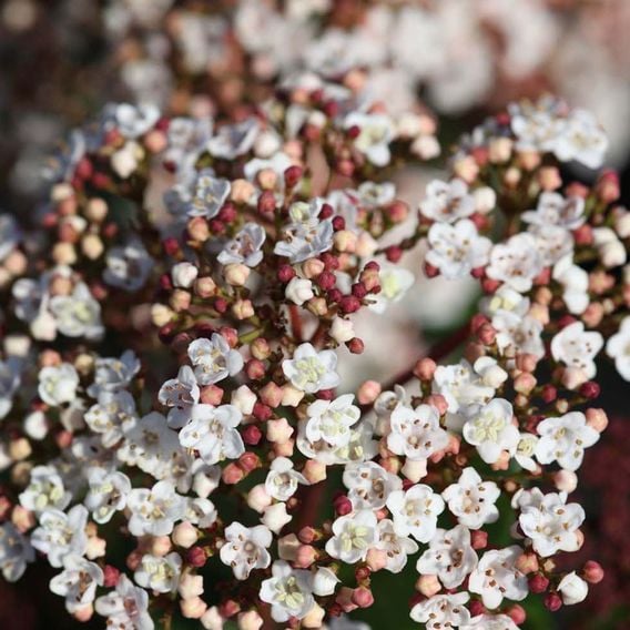 Viburnum tinus 'Lisarose'