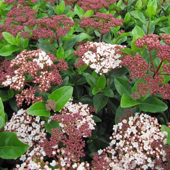Viburnum tinus 'Lisarose'