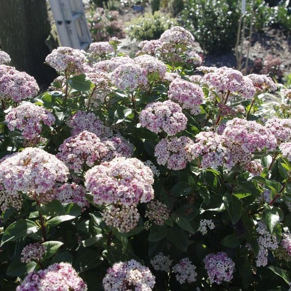 Viburnum tinus 'Lisarose'