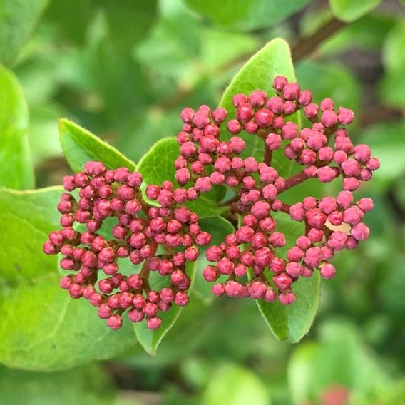 Viburnum tinus 'Lisarose'