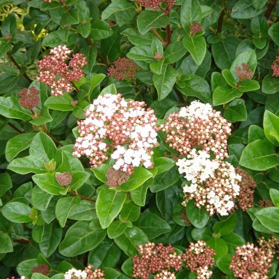 Viburnum tinus 'Lisarose'