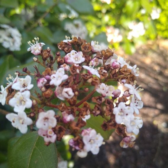 Viburnum tinus 'Lisarose'
