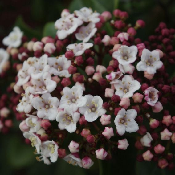 Viburnum tinus 'Lisarose'