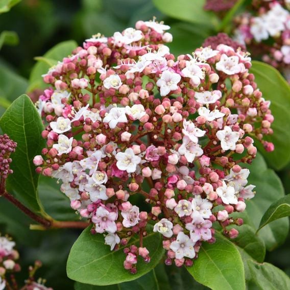 Viburnum tinus 'Lisarose'