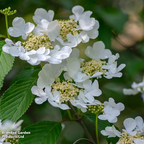 Viburnum plicatum f. tomentosum