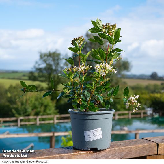 Viburnum tinus
