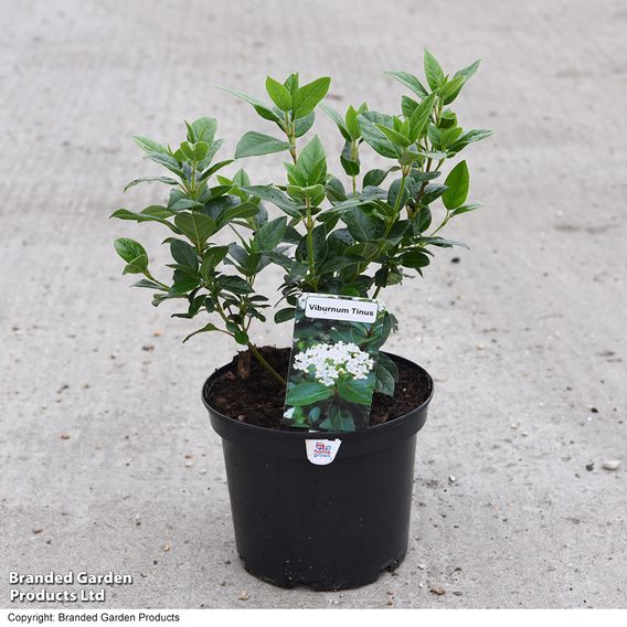 Viburnum tinus