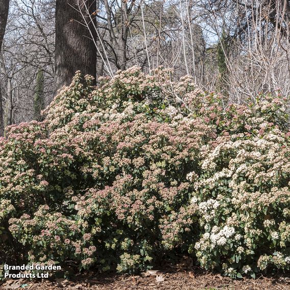 Viburnum tinus