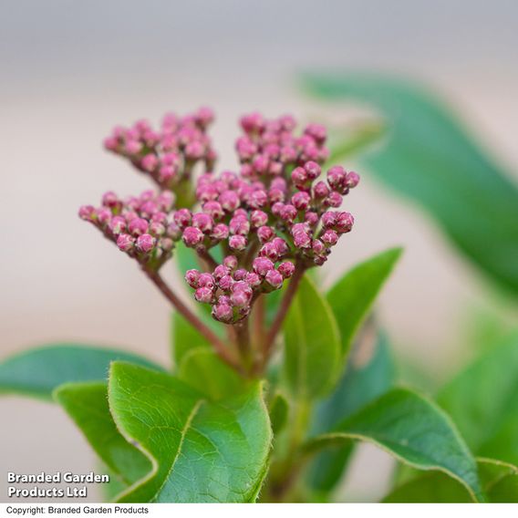 Viburnum tinus