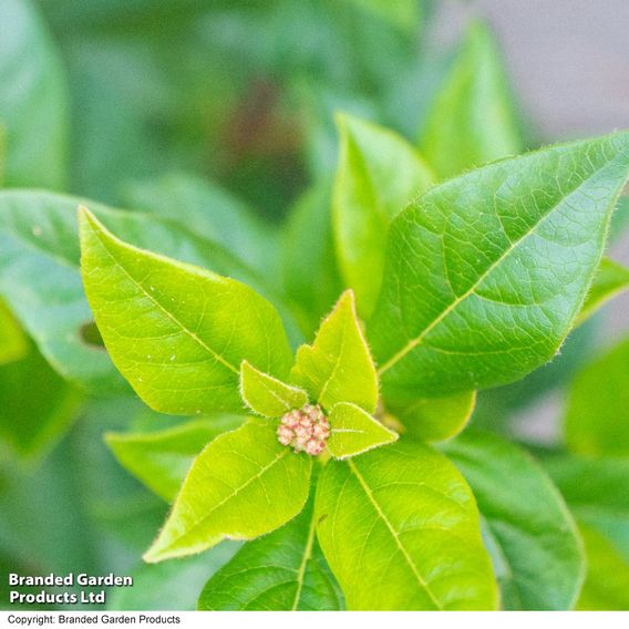 Viburnum tinus