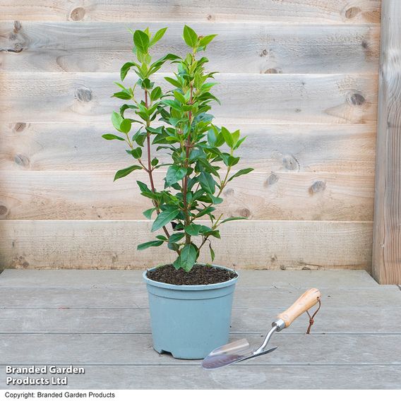 Viburnum tinus