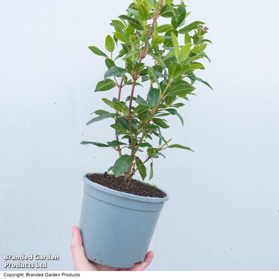 Viburnum tinus