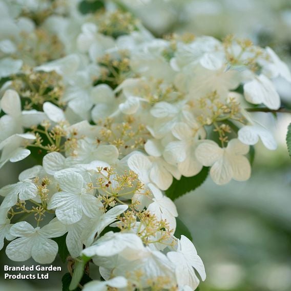 Viburnum plicatum 'Watanabe'