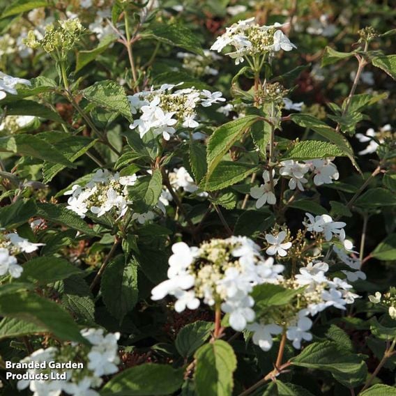 Viburnum plicatum 'Watanabe'