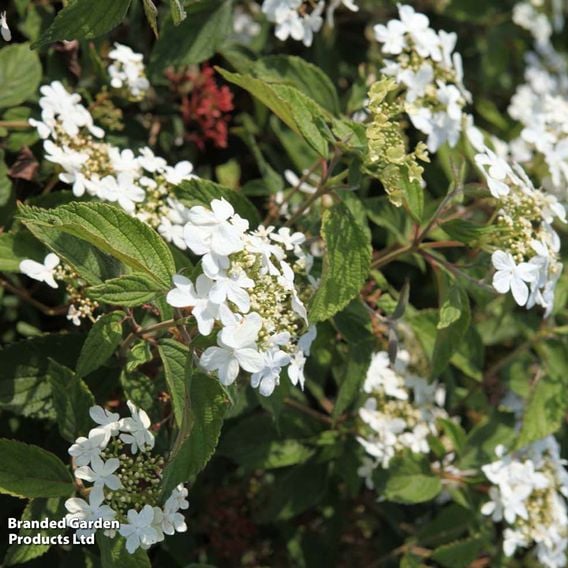 Viburnum plicatum 'Watanabe'