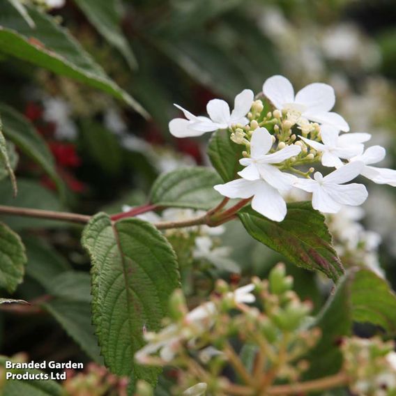 Viburnum plicatum 'Watanabe'