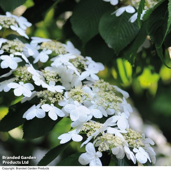 Viburnum plicatum 'Watanabe'