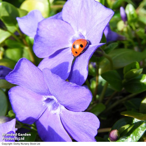 Vinca minor