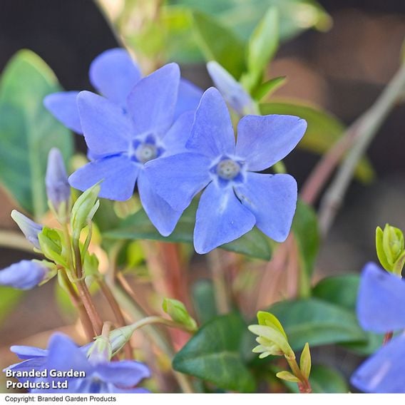 Vinca minor