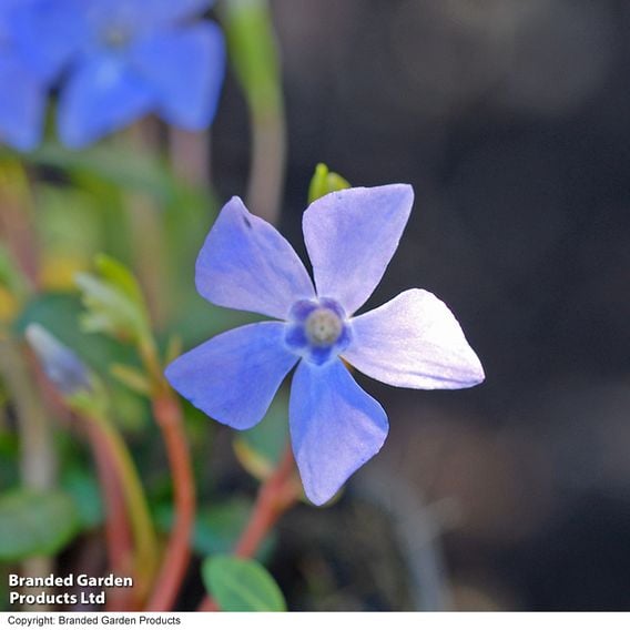 Vinca minor