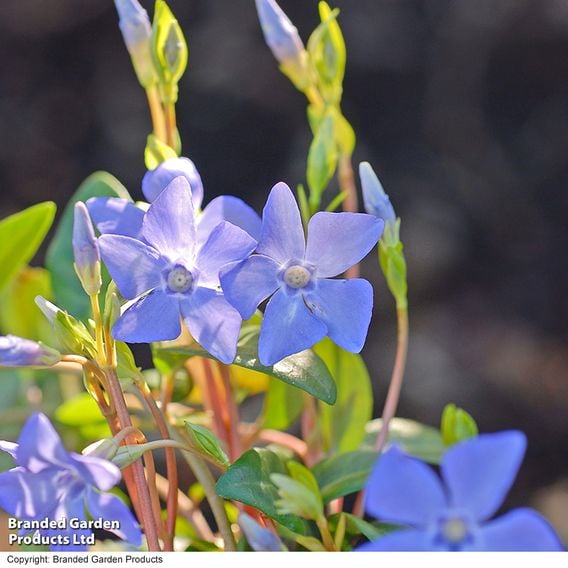Vinca minor