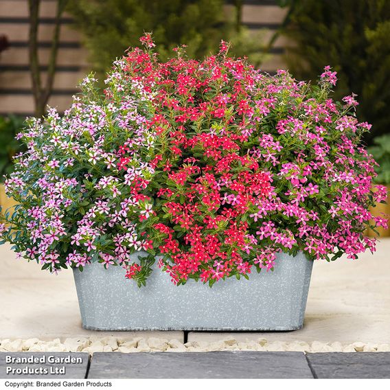 Catharanthus roseus 'Soiree Sweet Besties Trio'