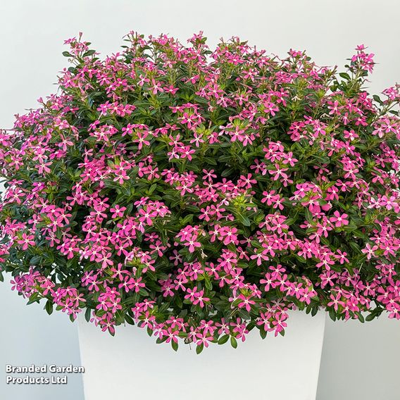 Catharanthus roseus 'Soiree Sweet Besties Dark Pink White Eye'