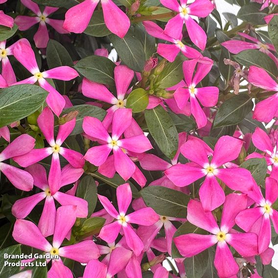 Catharanthus roseus 'Soiree Sweet Besties Dark Pink White Eye'