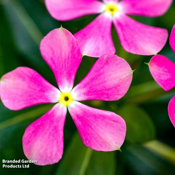Catharanthus roseus 'Soiree Sweet Besties Dark Pink White Eye'