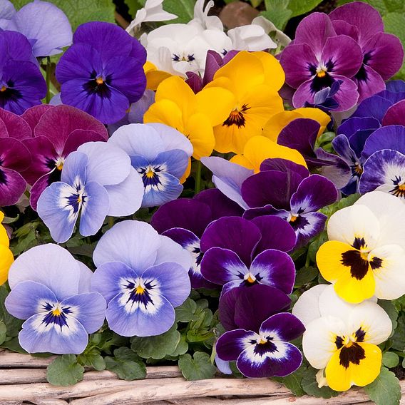 Viola 'Autumn Jewels Mixed' (Garden Ready)