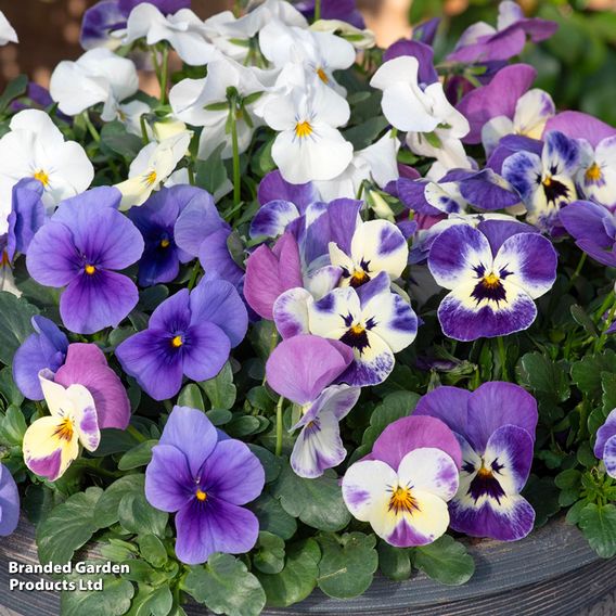 Viola 'Giant Flowered Trailing Blues Mix'