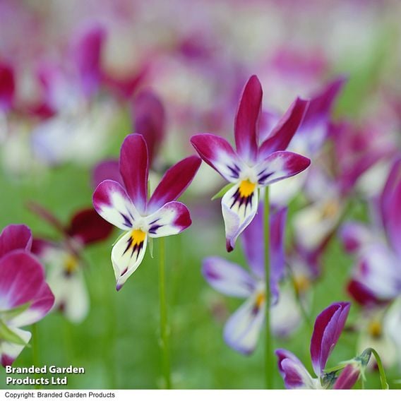 Viola hybrida ‘Bunny Ears’