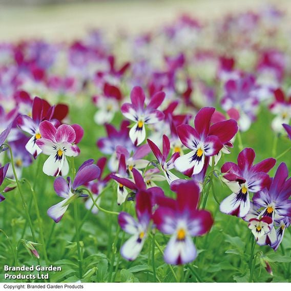 Viola hybrida ‘Bunny Ears’