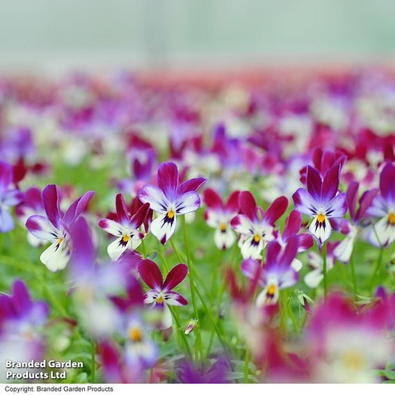 Viola hybrida ‘Bunny Ears’