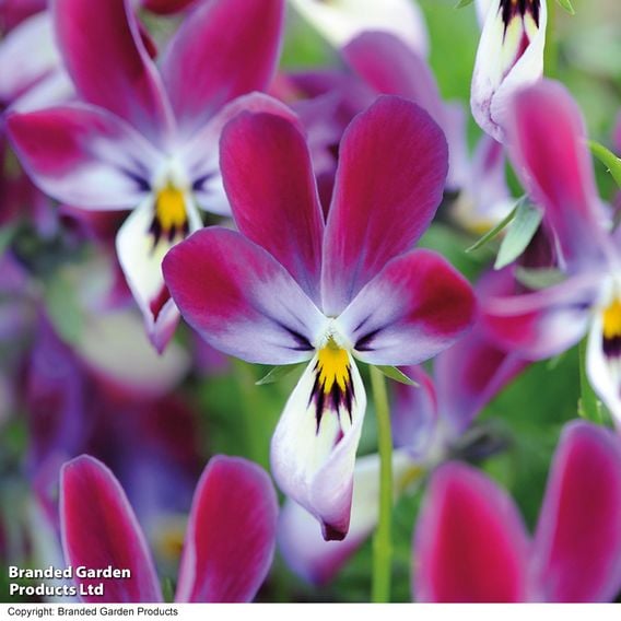 Viola hybrida ‘Bunny Ears’