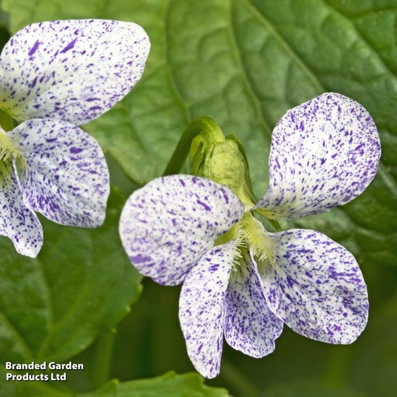 Viola sororia 'Freckles'