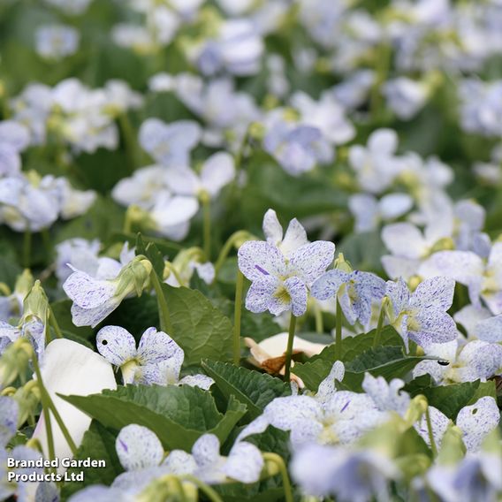 Viola sororia 'Freckles'