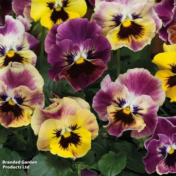 Pansy 'Frizzle Sizzle Fire' Mix