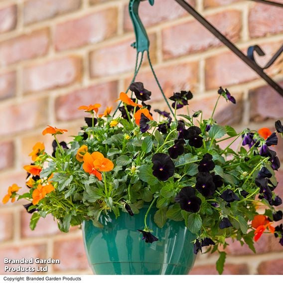 Viola 'Halloween'