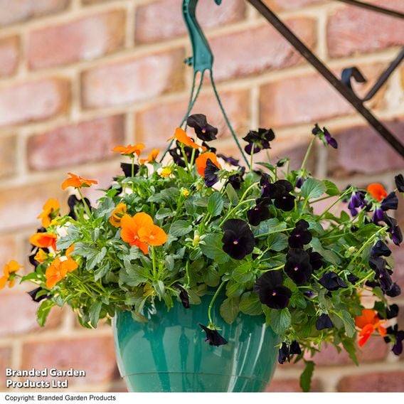 Viola 'Halloween'