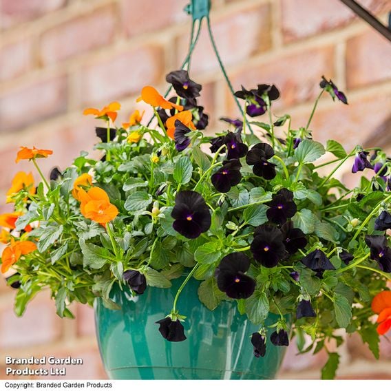 Viola 'Halloween'