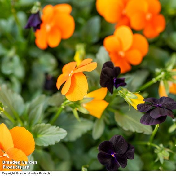 Viola 'Halloween'