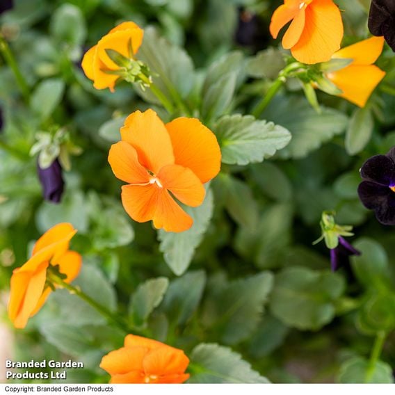 Viola 'Halloween'