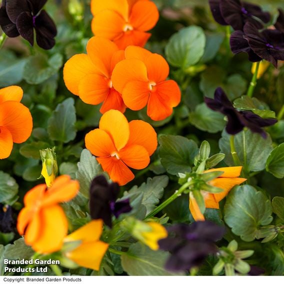 Viola 'Halloween'