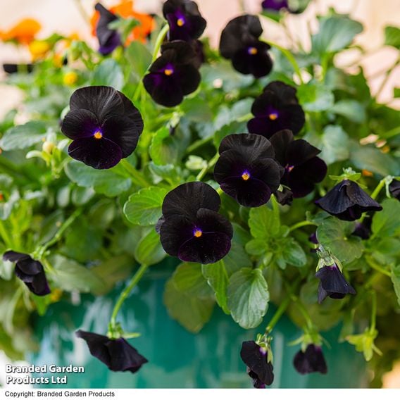 Viola 'Halloween'