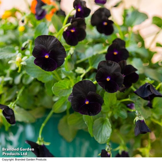 Viola 'Halloween'