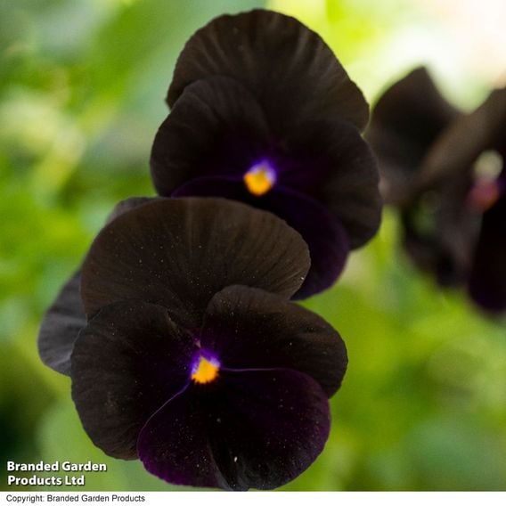 Viola 'Halloween'