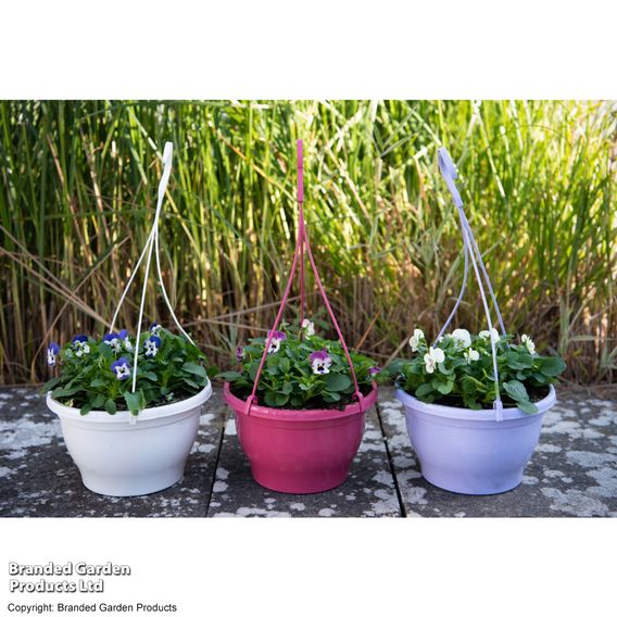 Viola 'Ice Babies' Pre-Planted Hanging Basket