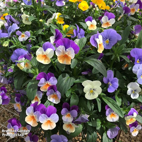 Viola 'Ice Babies' Pre-Planted Hanging Basket